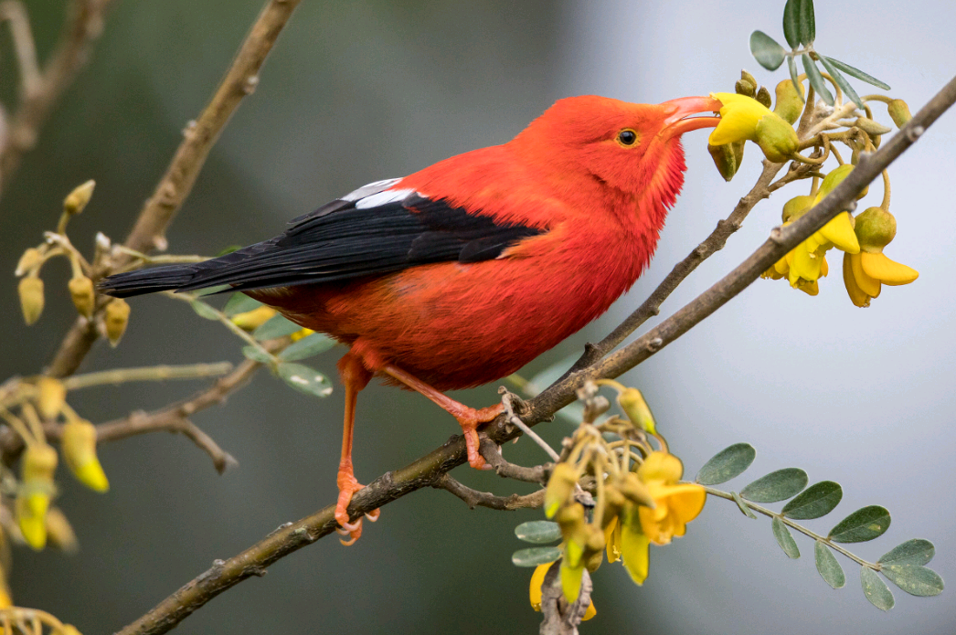 birdWatching