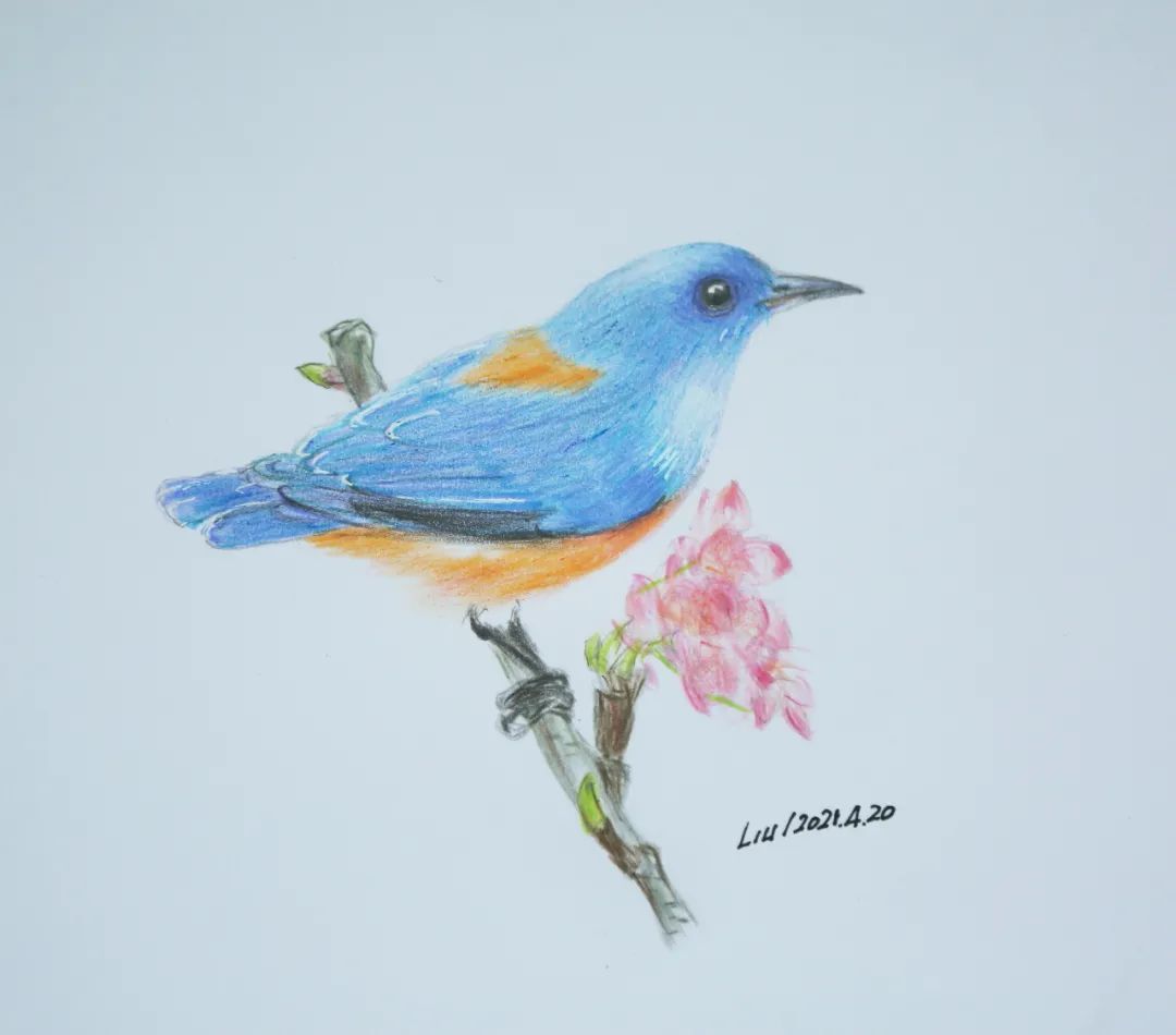 birdWatching