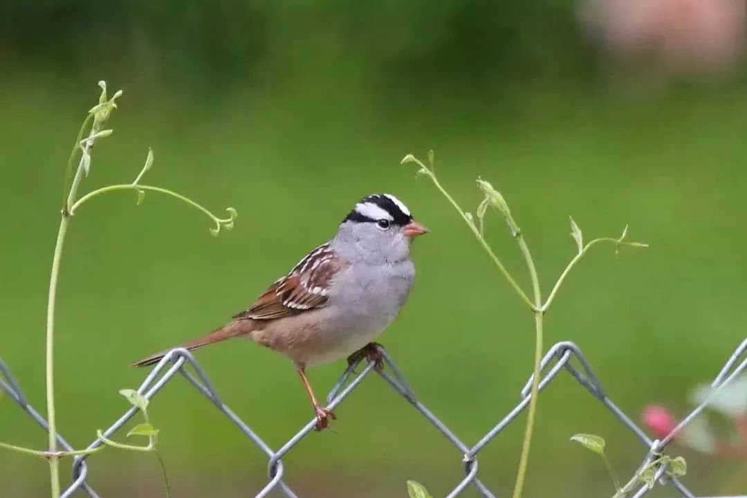 birdWatching