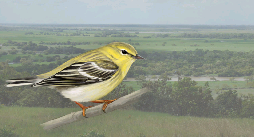 birdWatching