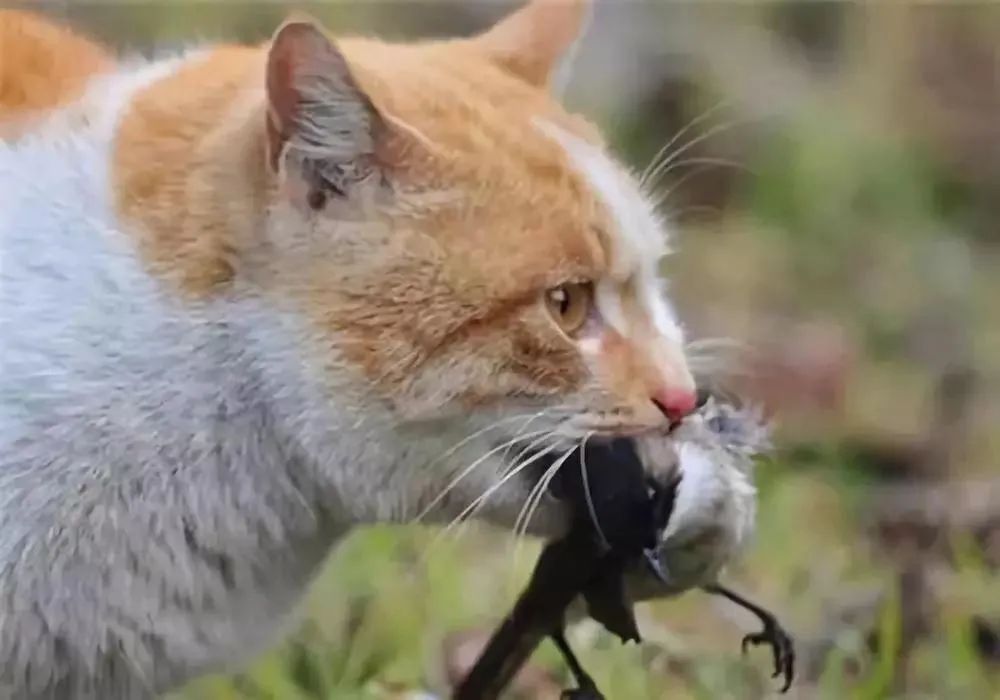 birdWatching