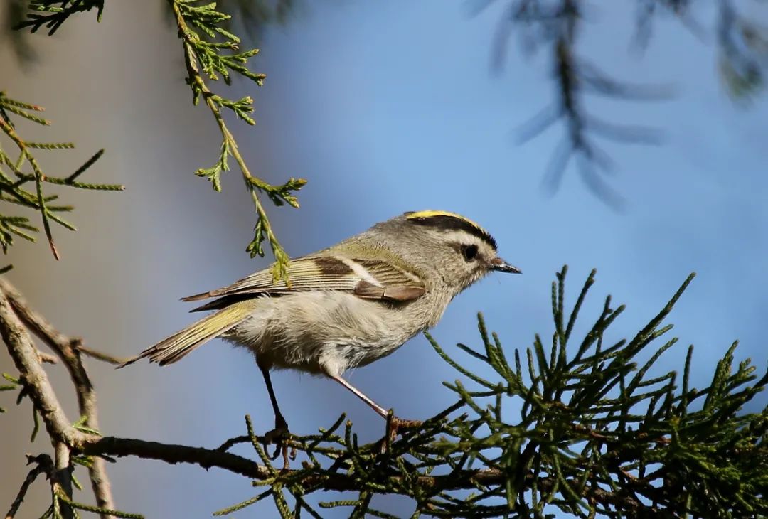 birdWatching