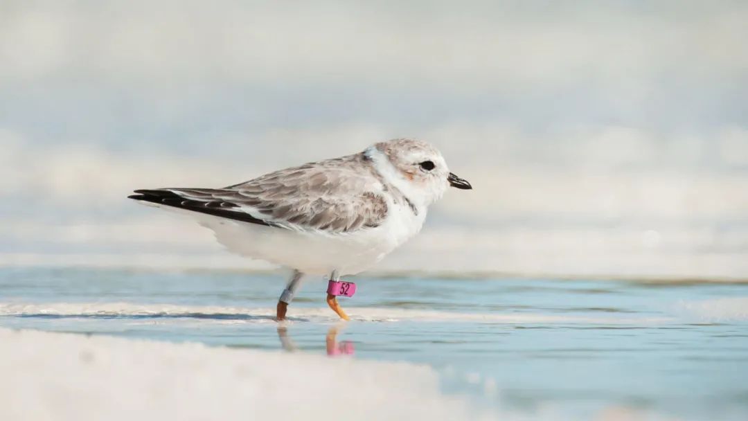 birdWatching
