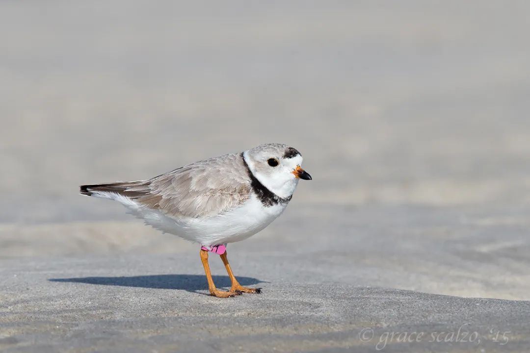 birdWatching