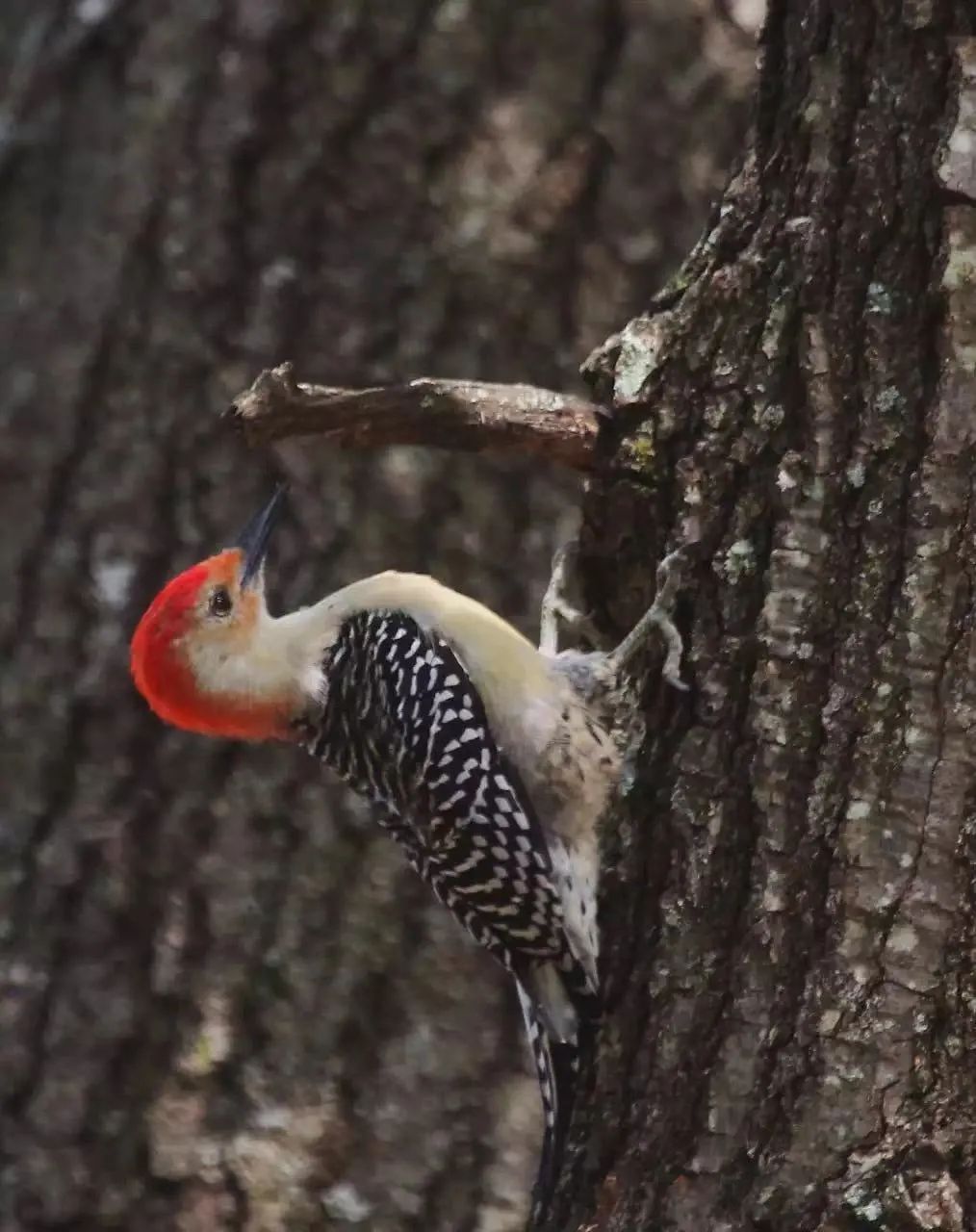 birdWatching