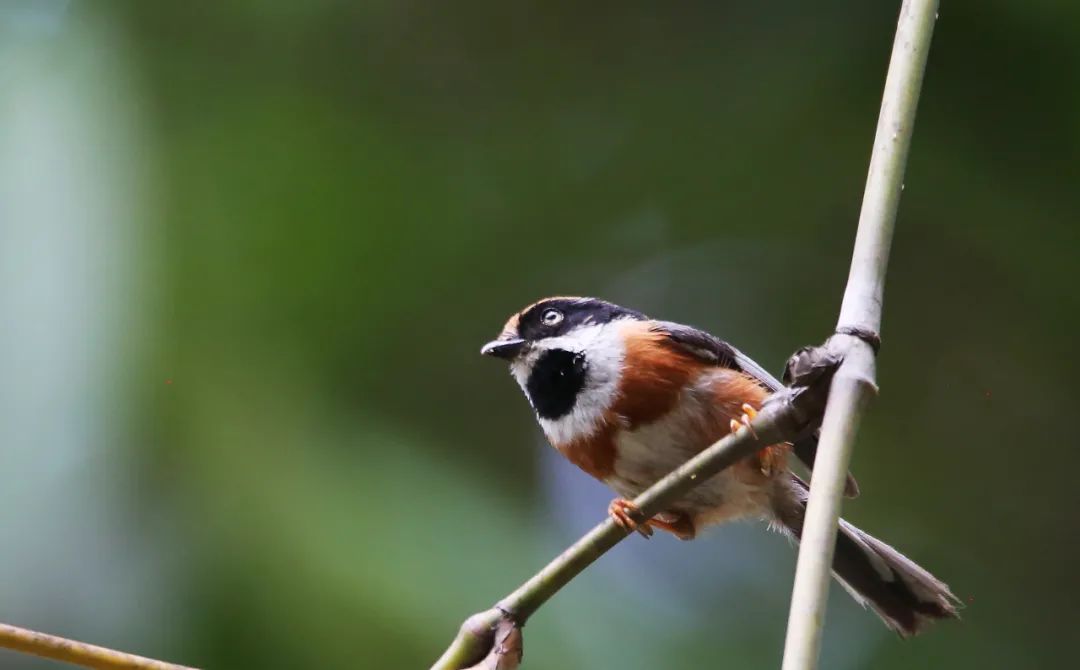 birdWatching
