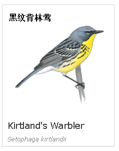 birdWatching