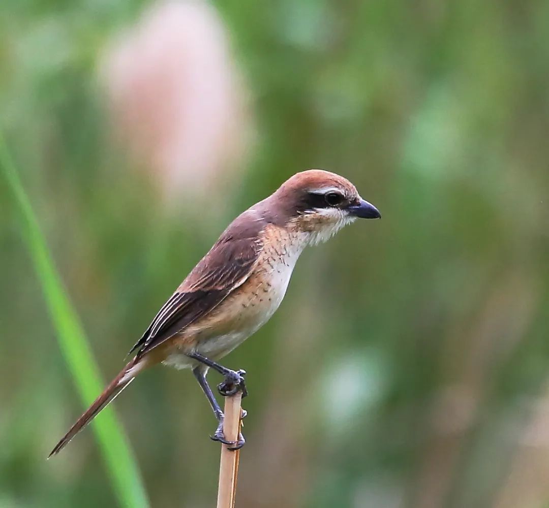 birdWatching