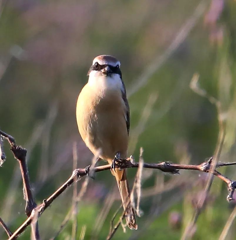 birdWatching