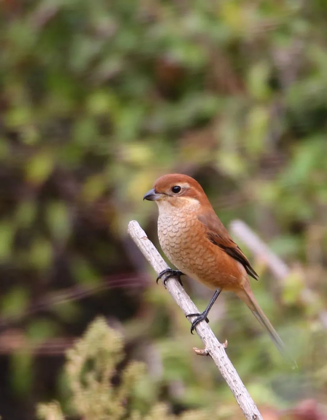 birdWatching