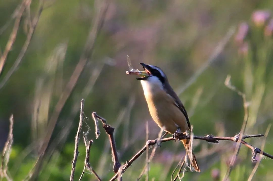 birdWatching
