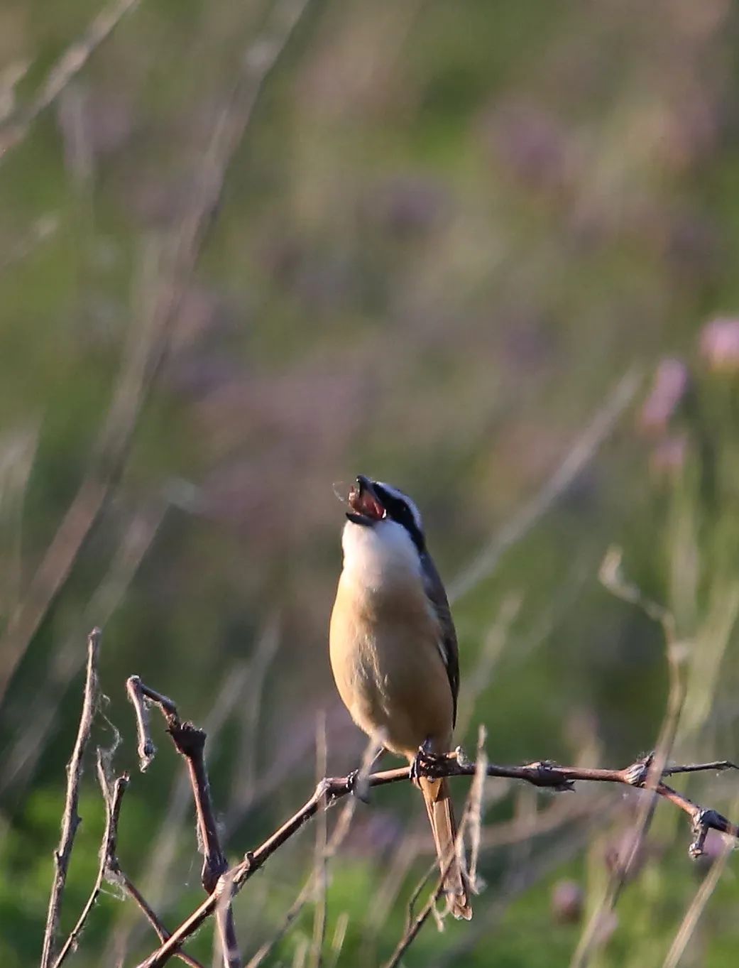 birdWatching