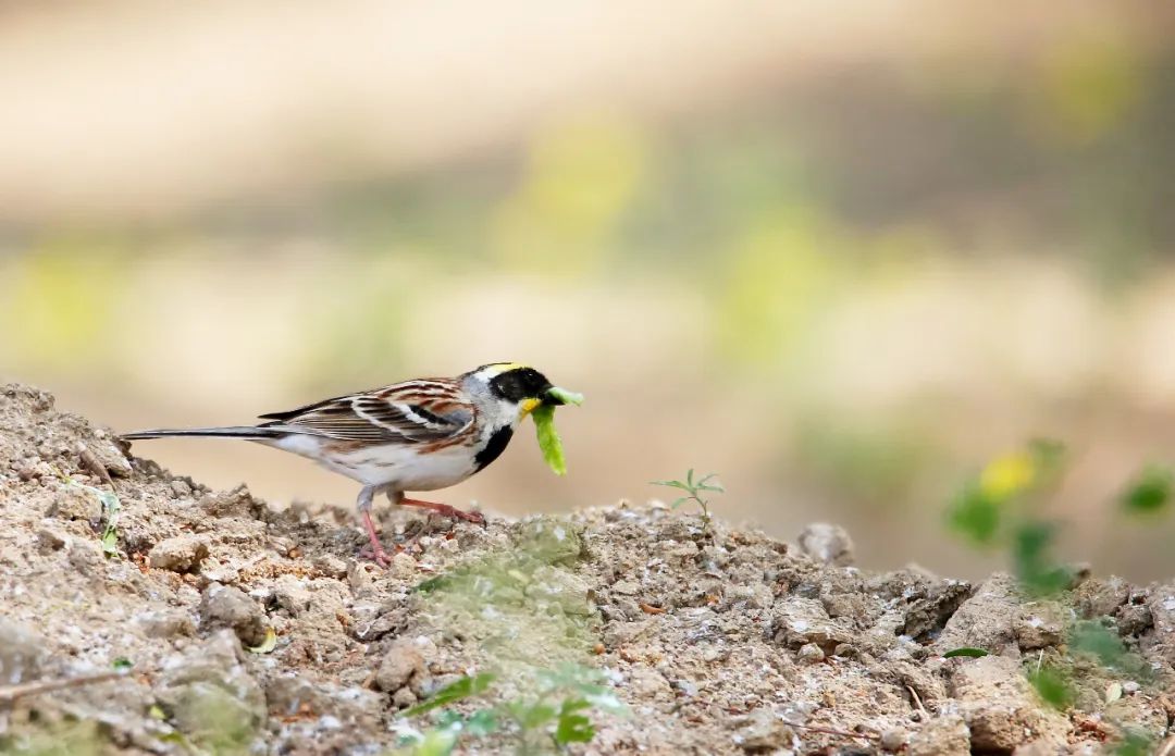birdWatching