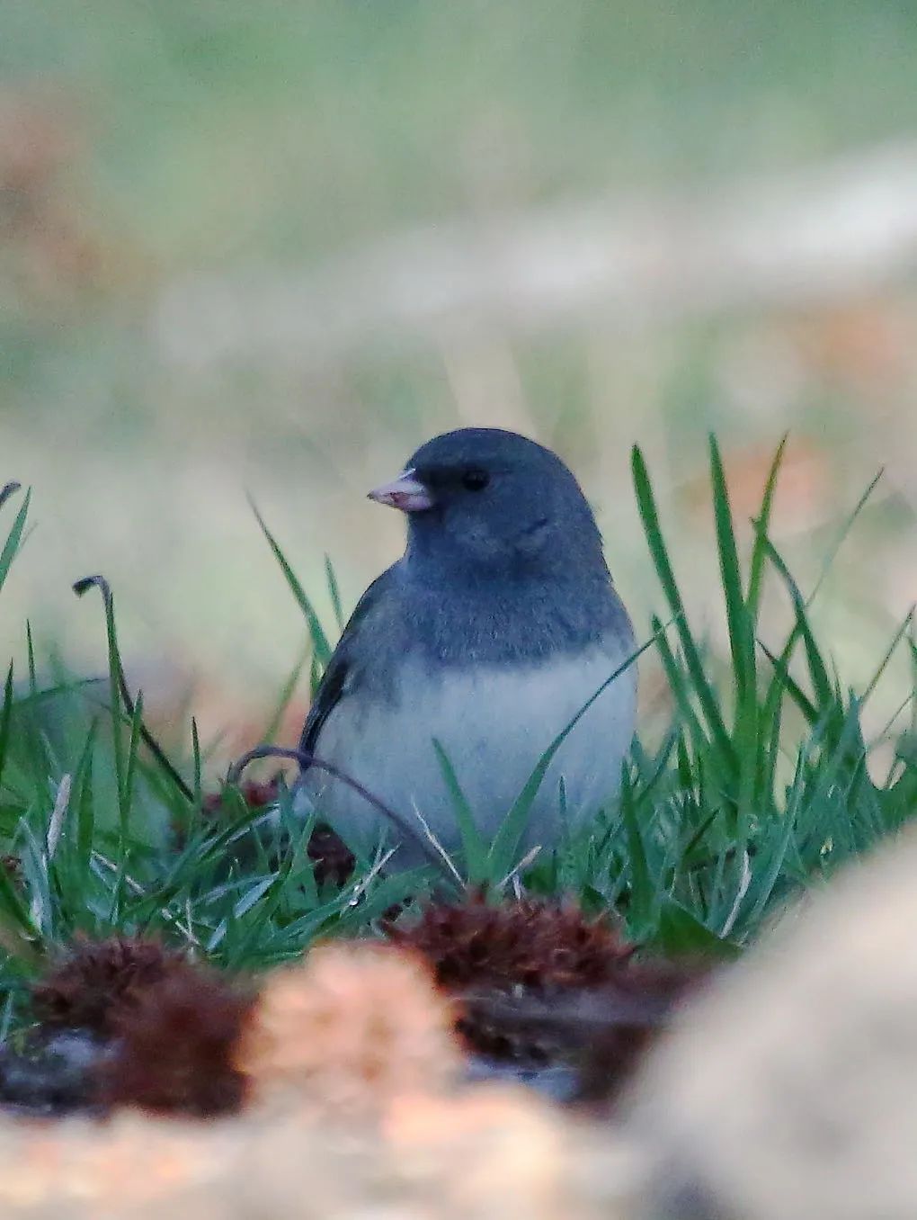 birdWatching