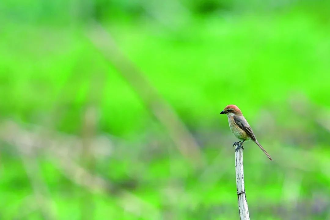 birdWatching