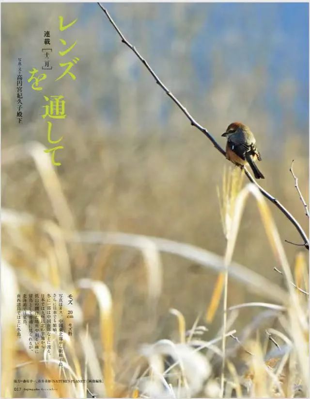birdWatching
