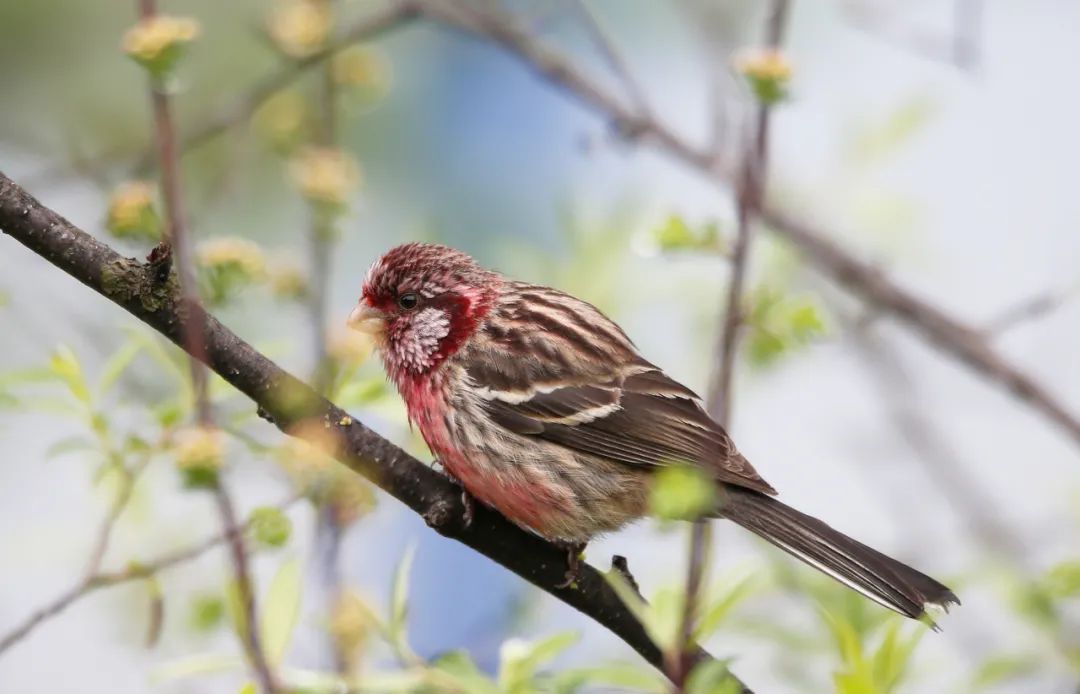 birdWatching