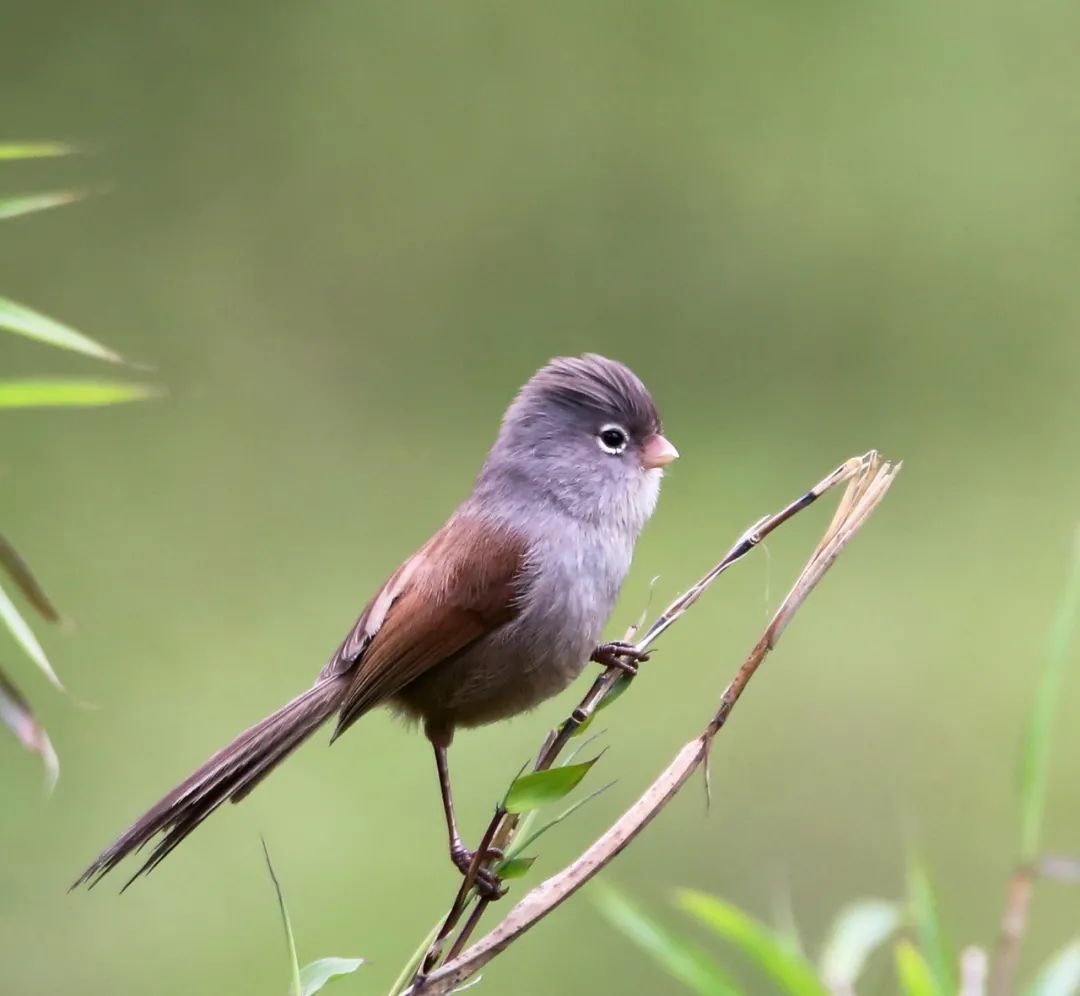birdWatching