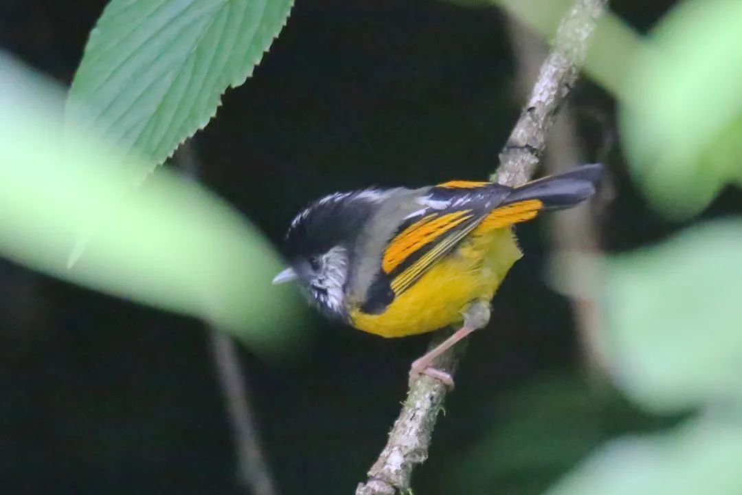 birdWatching