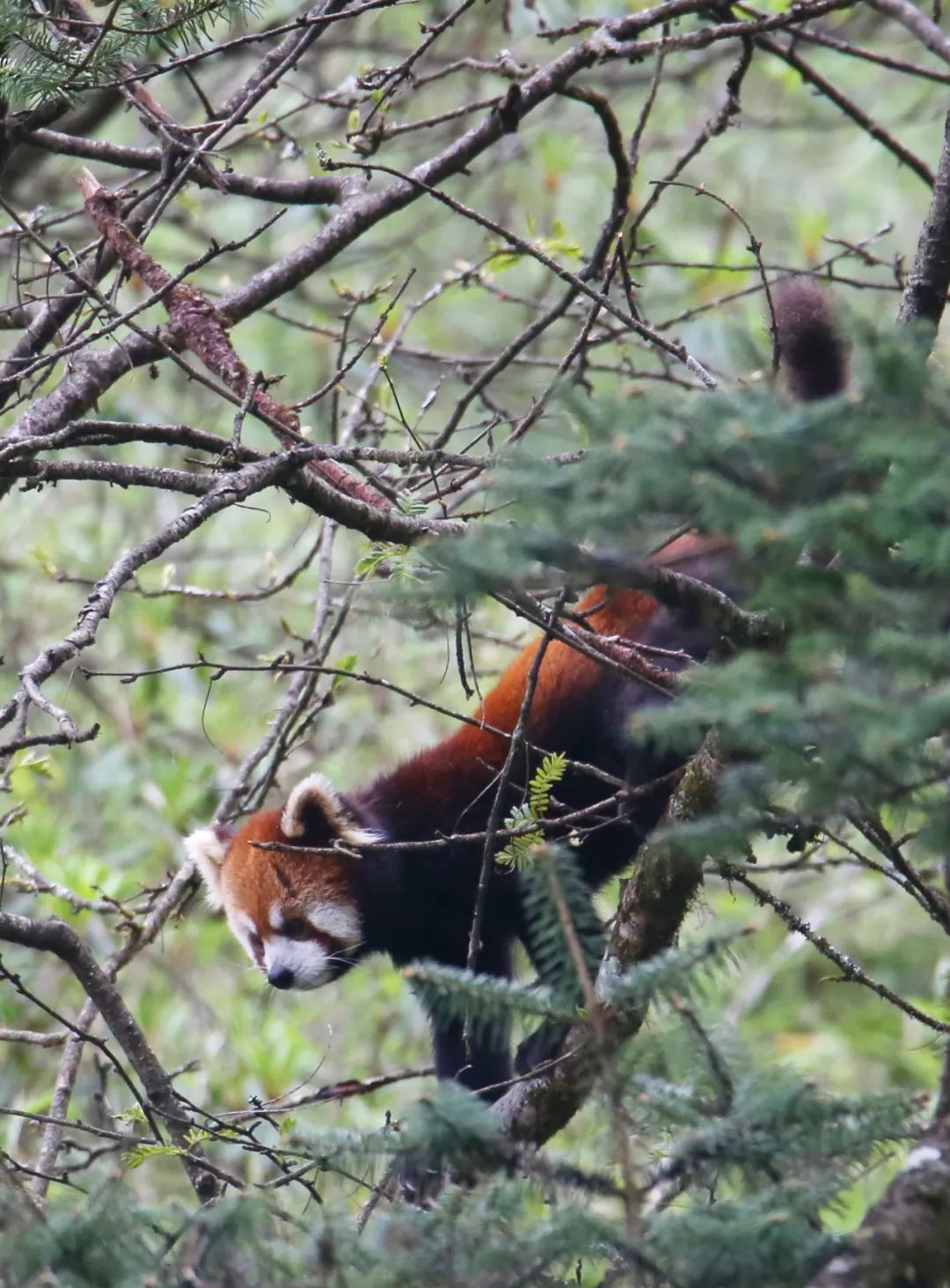 birdWatching