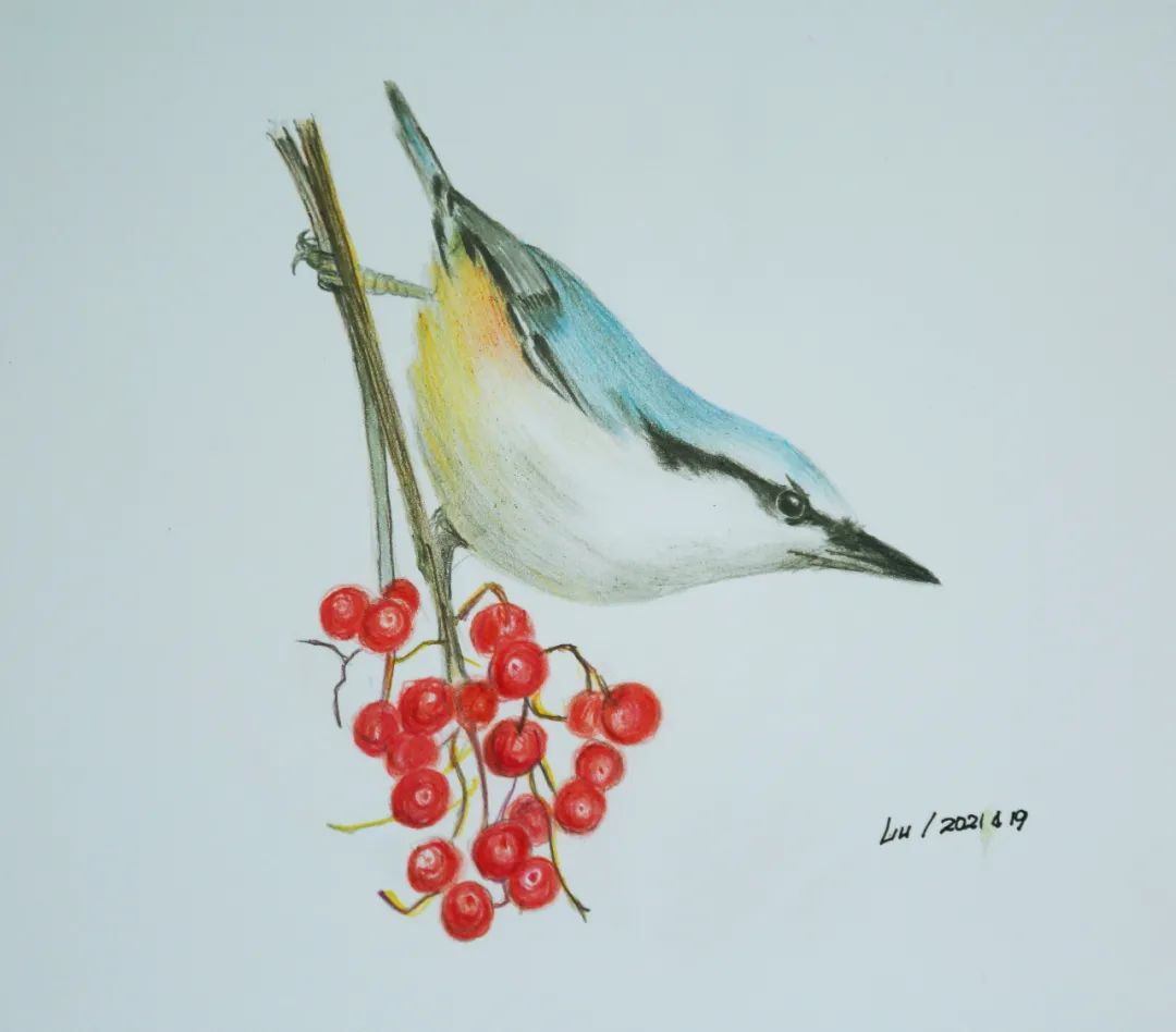 birdWatching