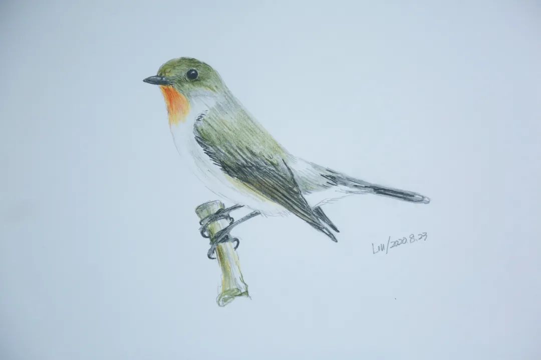 birdWatching