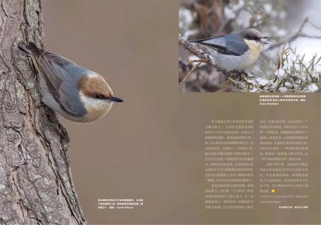 birdWatching