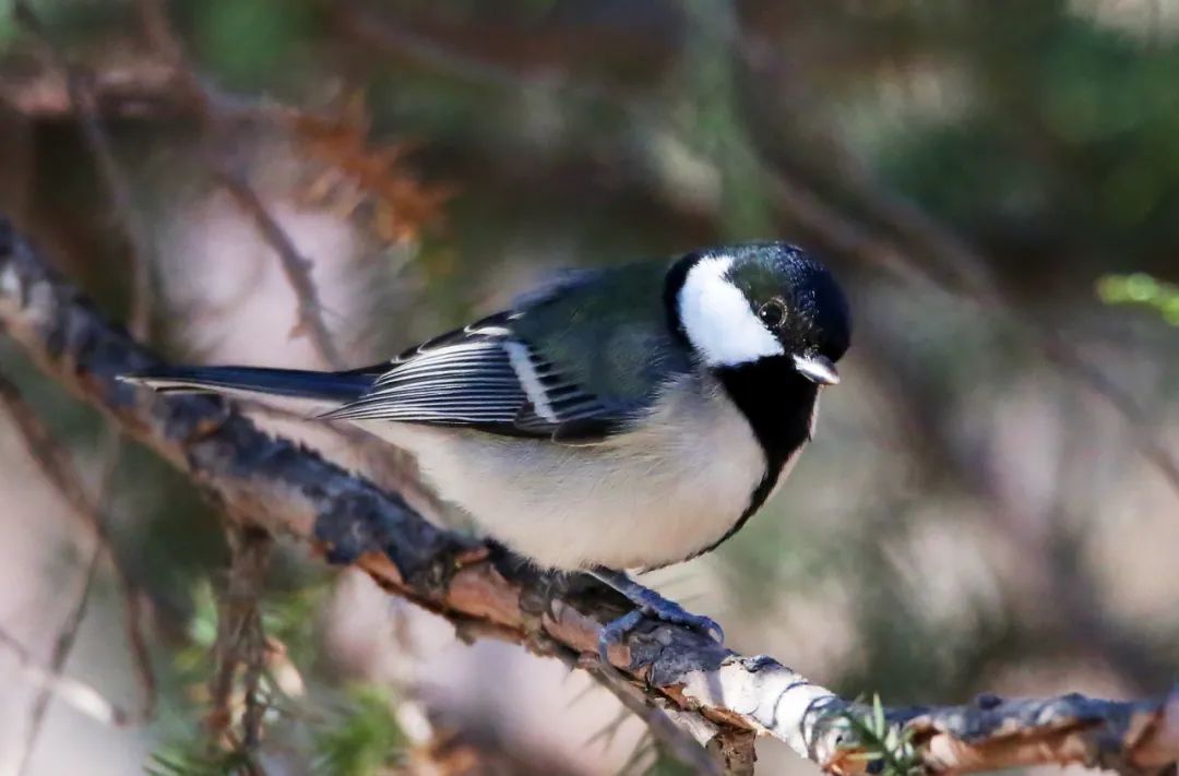 birdWatching