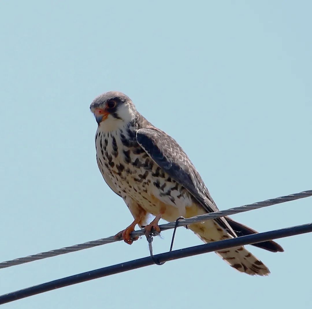 birdWatching