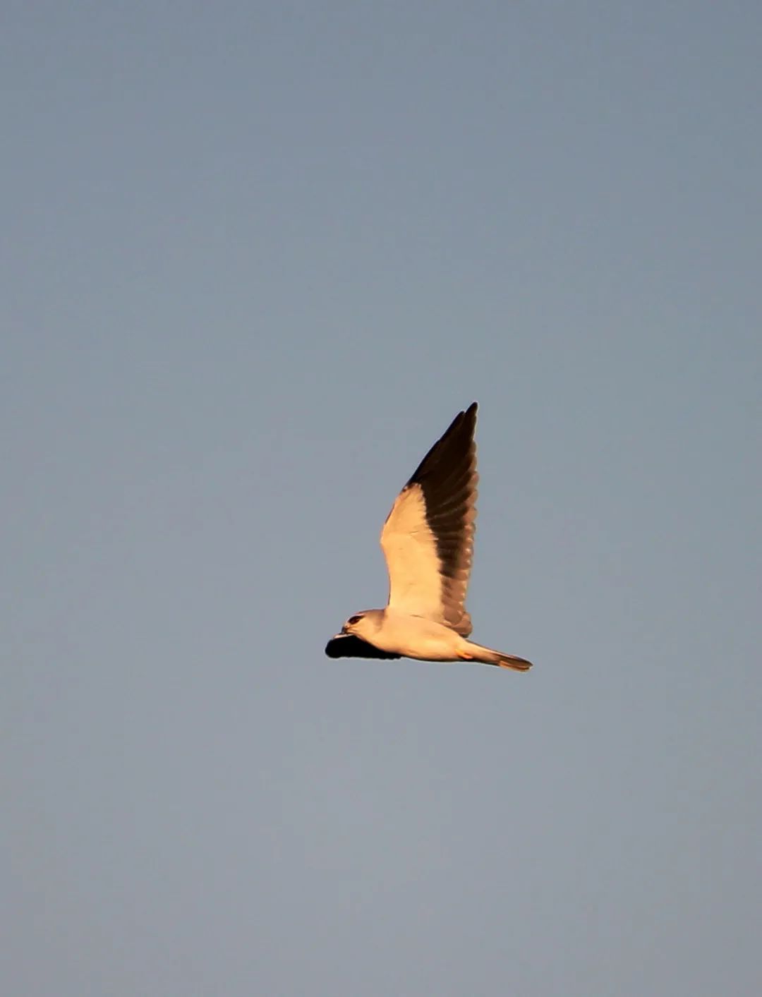 birdWatching