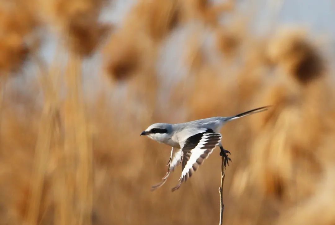 birdWatching