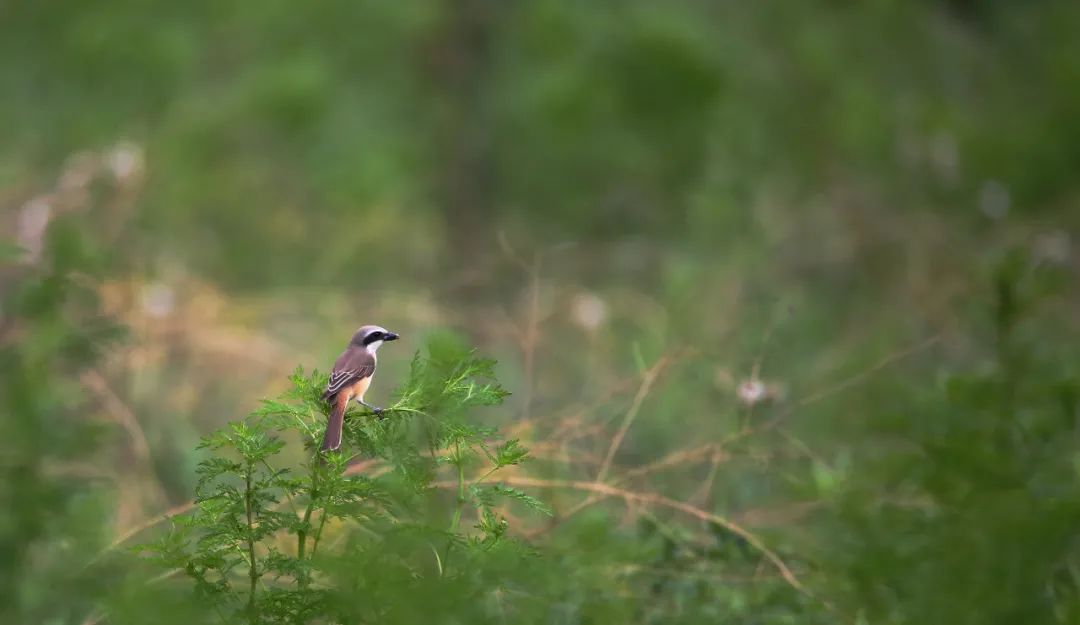 birdWatching