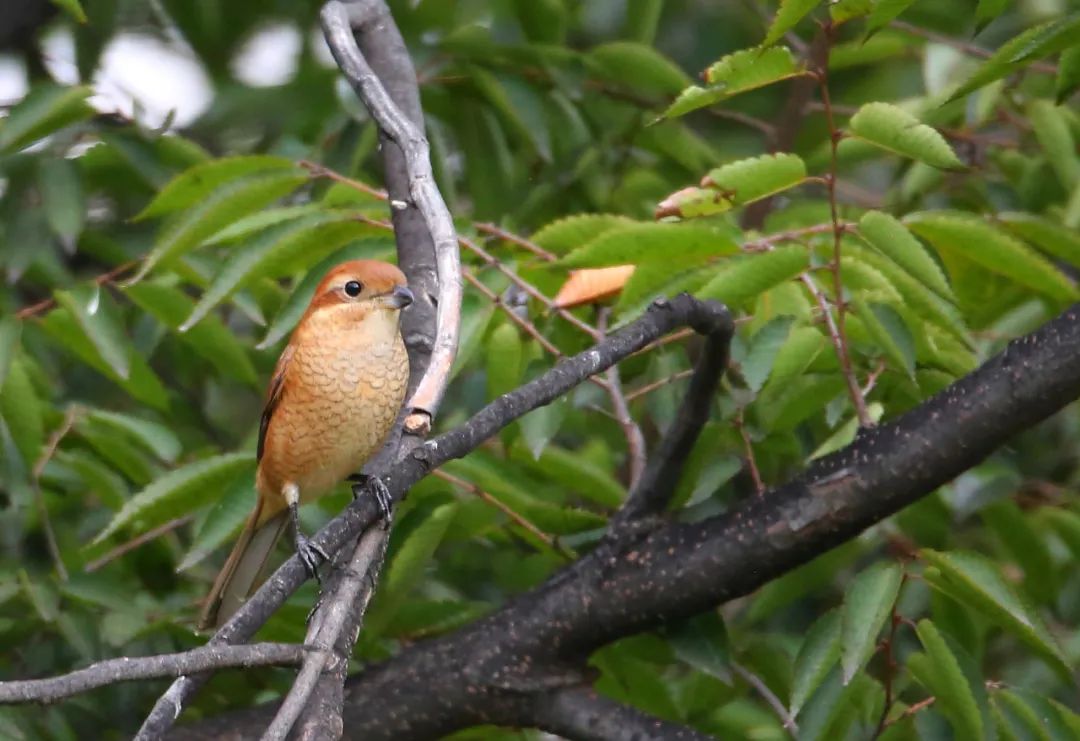 birdWatching