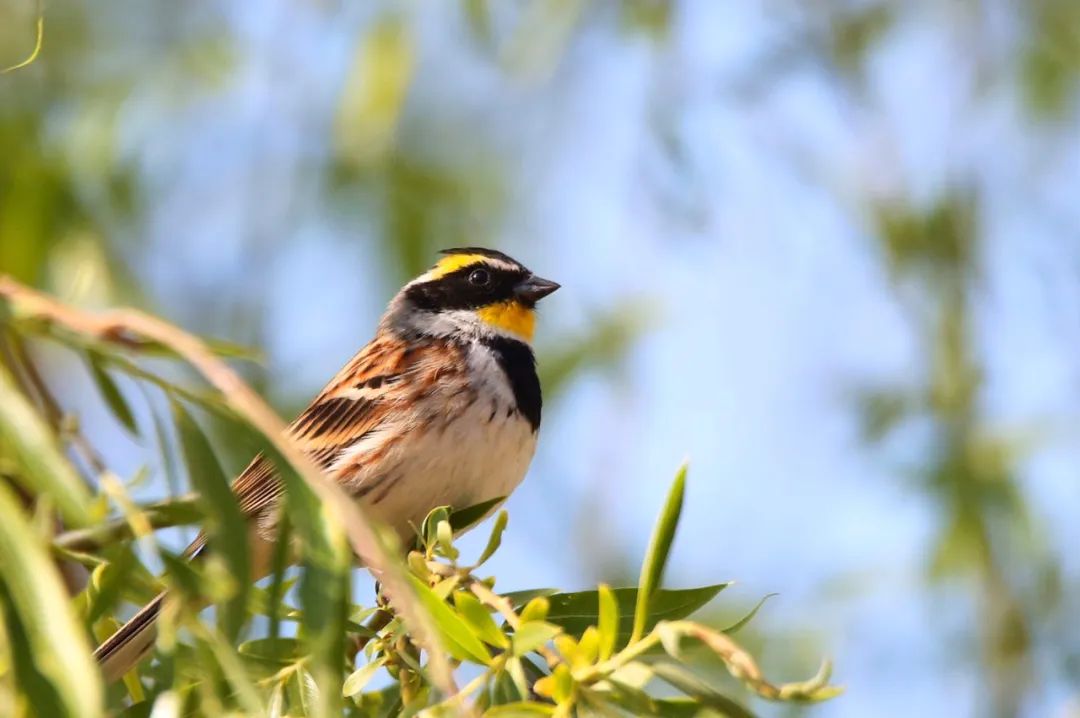 birdWatching
