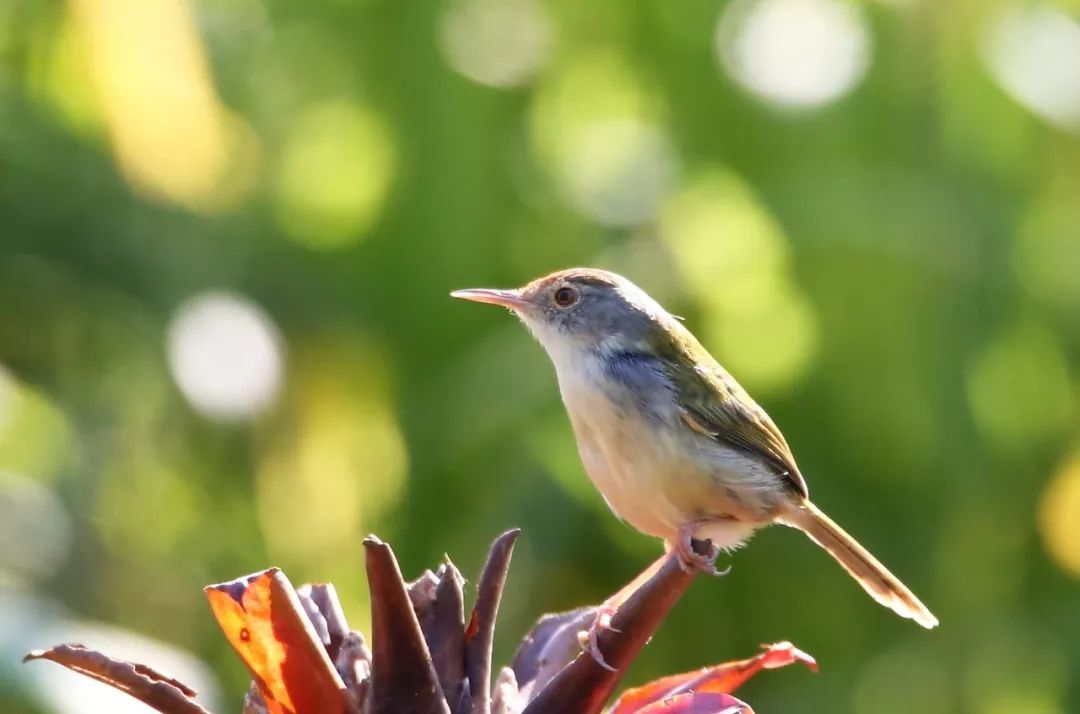 birdWatching