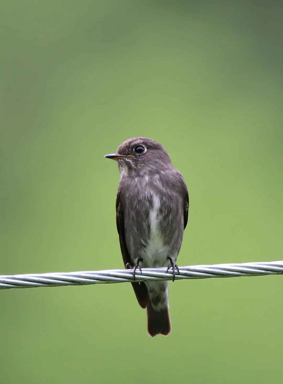 birdWatching