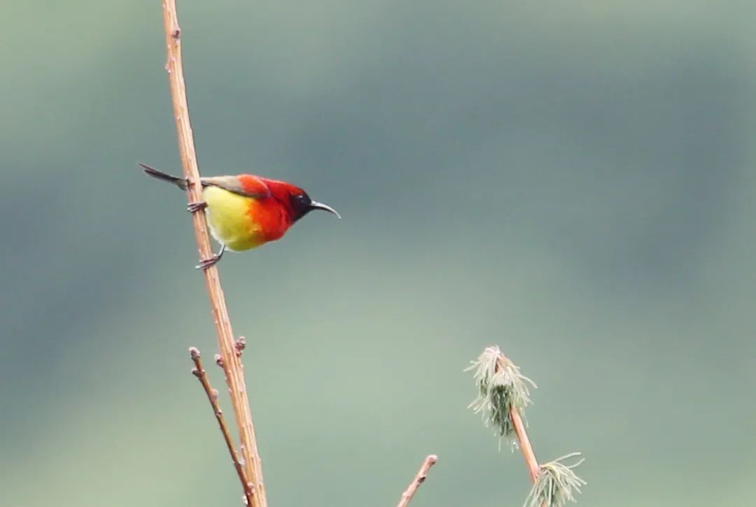 birdWatching