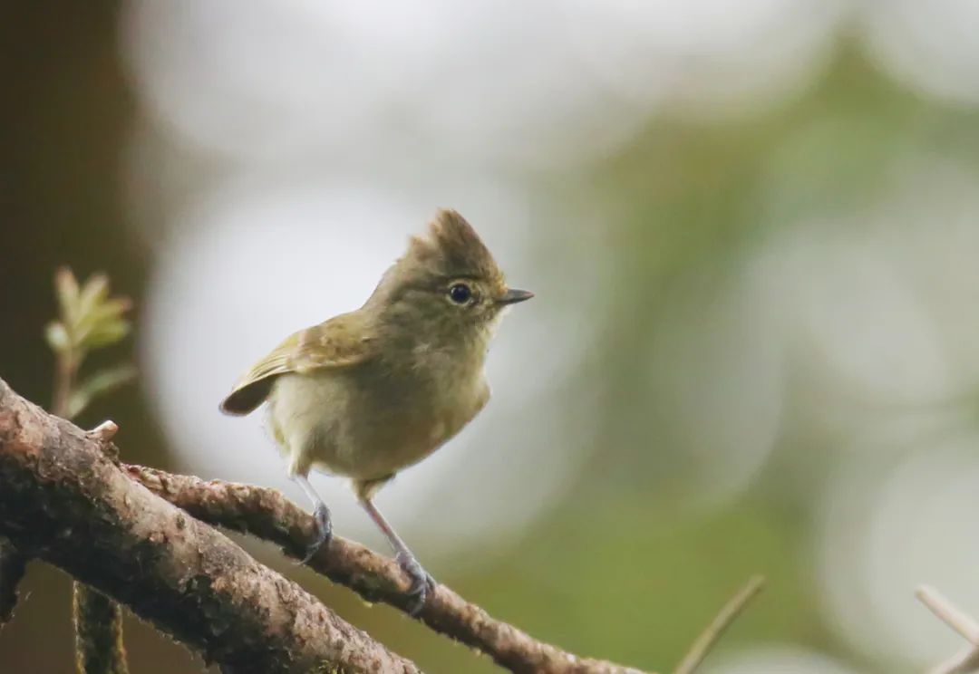 birdWatching