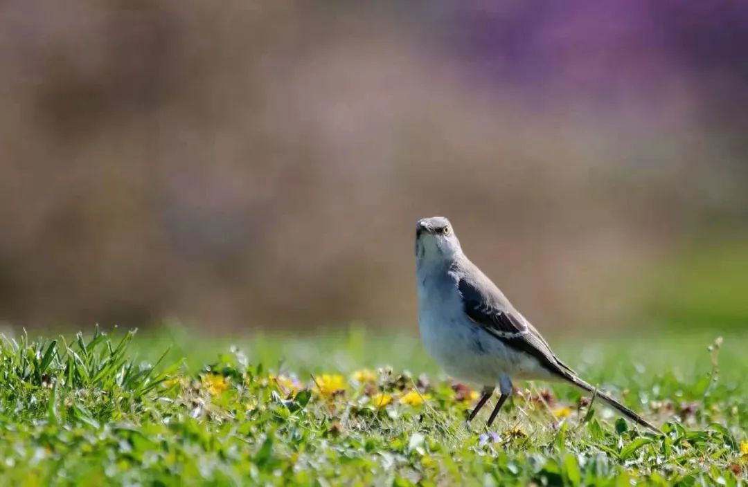birdWatching birdWatching