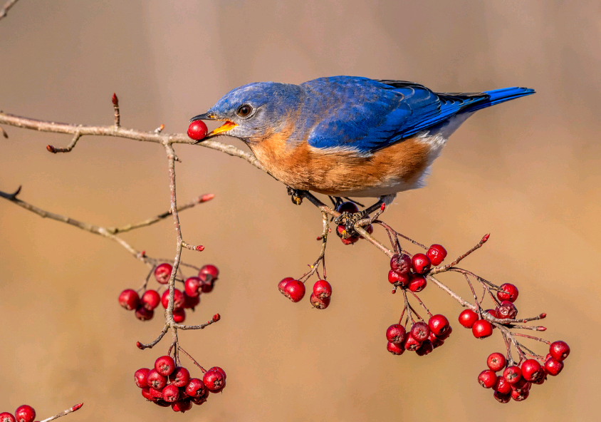 birdWatching