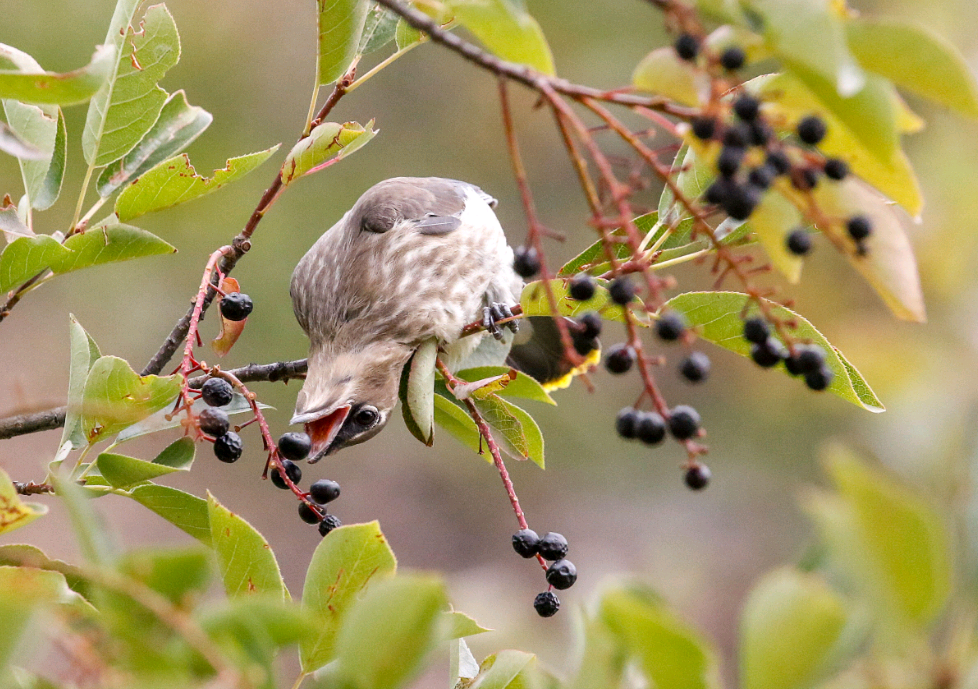 birdWatching