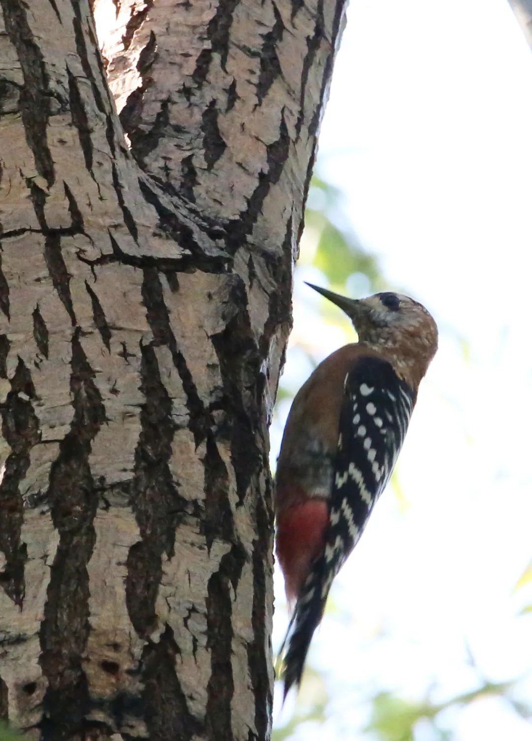birdWatching