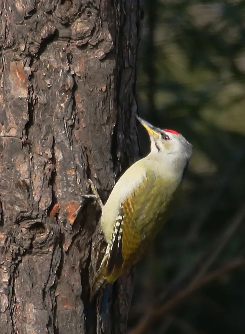 birdWatching