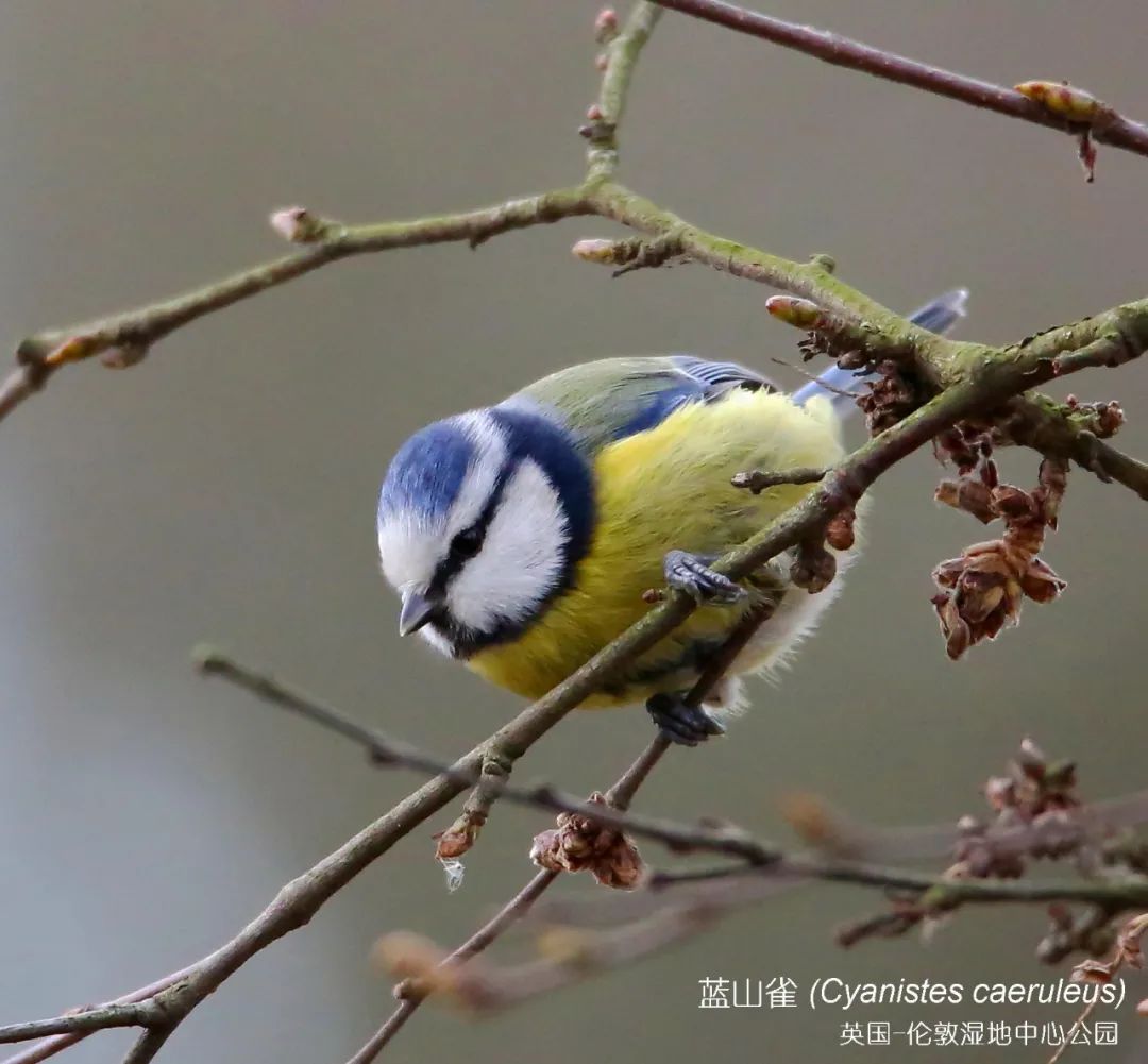 birdWatching