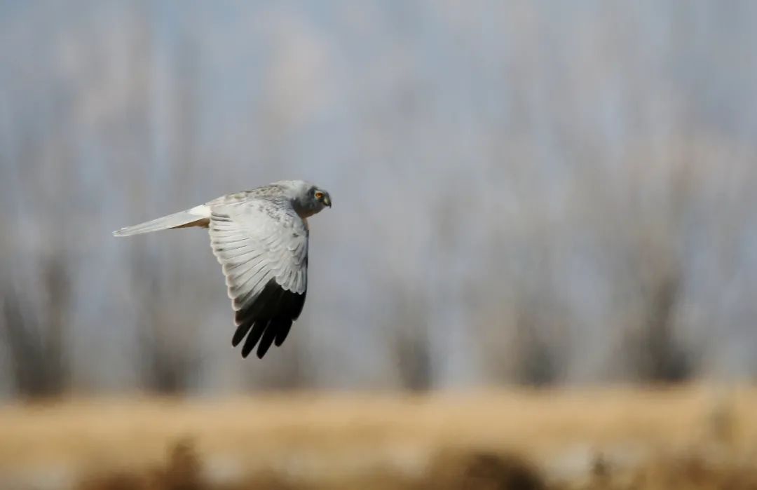 birdWatching