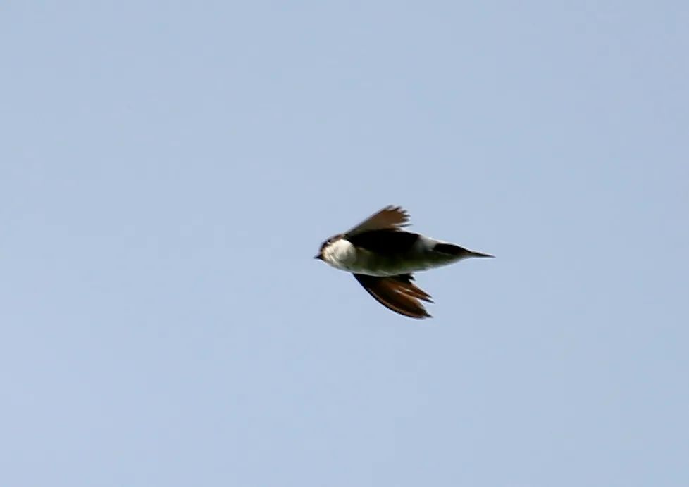 birdWatching