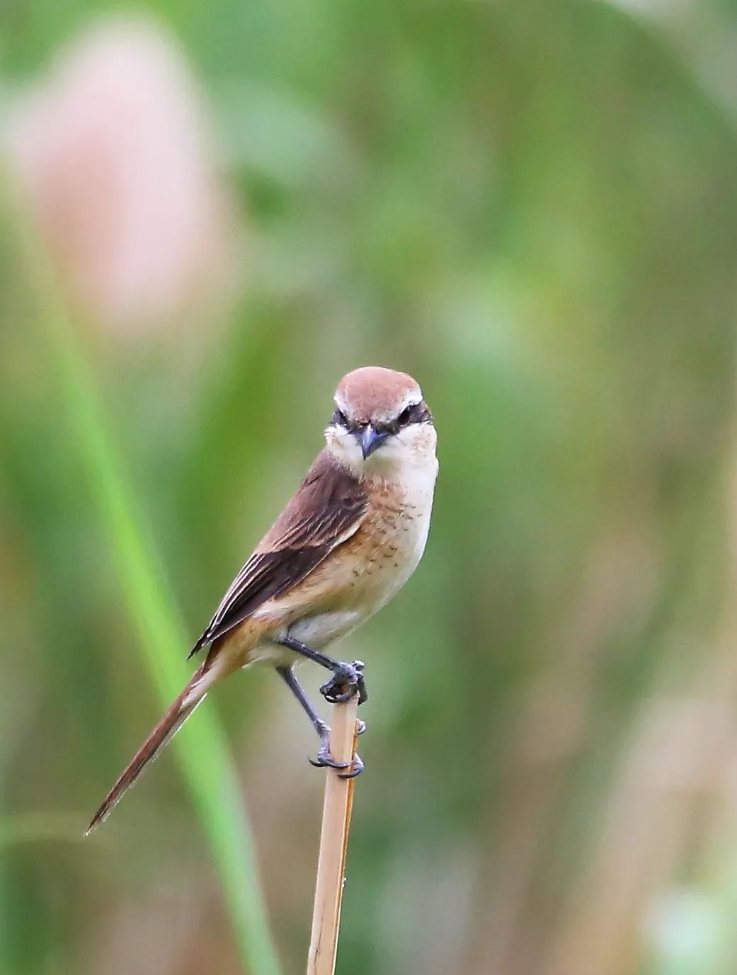 birdWatching