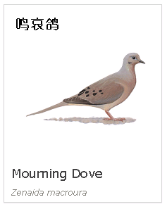 birdWatching