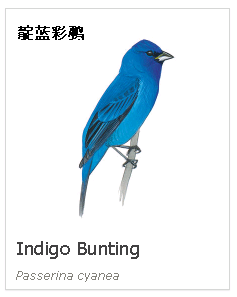 birdWatching