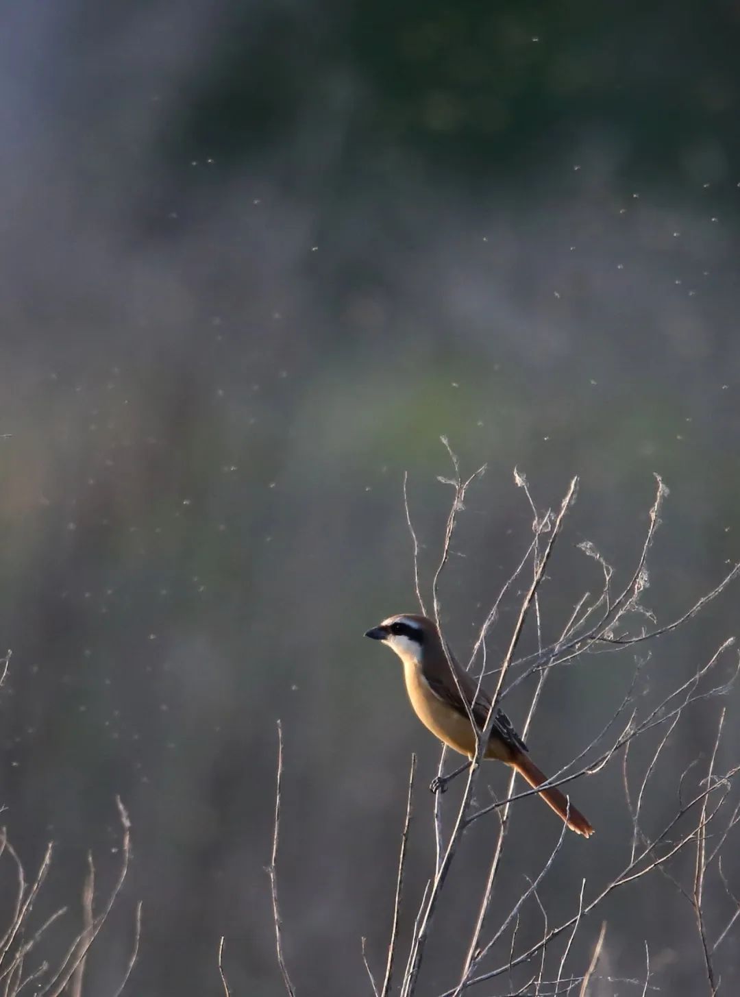 birdWatching